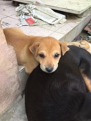 Puppies  - Mixed Breed Dog