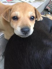 Puppies  - Mixed Breed Dog