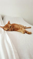 Pablo - Cuddly Asthma Boy - Domestic Short Hair Cat