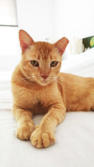 Pablo - Cuddly Asthma Boy - Domestic Short Hair Cat