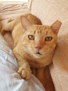 Pablo - Cuddly Asthma Boy - Domestic Short Hair Cat