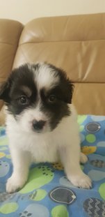 Panda - Mixed Breed Dog