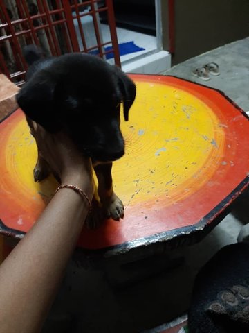 Male Black Puppy For Adoption - Mixed Breed Dog