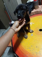 Male Black Puppy For Adoption - Mixed Breed Dog