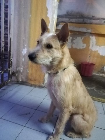 Pipi - Mixed Breed Dog