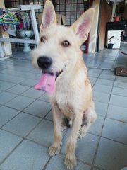 Pipi - Mixed Breed Dog