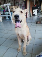 Pipi - Mixed Breed Dog