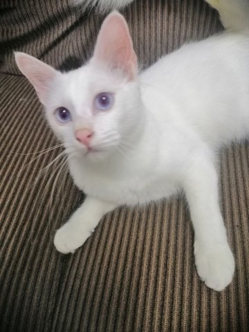 Moon - Turkish Angora Cat