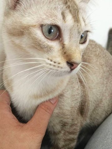 Brown - Balinese + Domestic Short Hair Cat