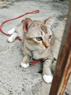 Brown - Balinese + Domestic Short Hair Cat