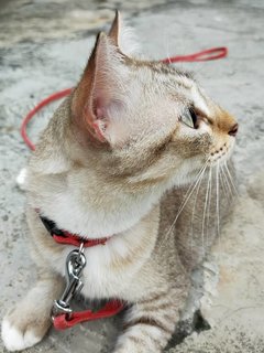 Brown - Balinese + Domestic Short Hair Cat