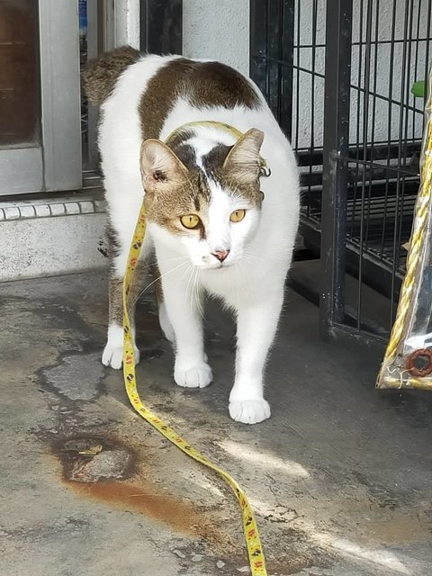 Bunny - Japanese Bobtail + Domestic Short Hair Cat