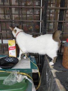 Bunny - Japanese Bobtail + Domestic Short Hair Cat