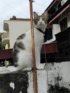 Big Eye - Domestic Short Hair Cat