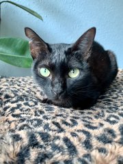 Bella - Domestic Short Hair Cat