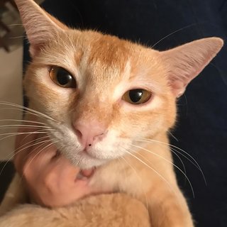 Buttercup - Domestic Short Hair Cat