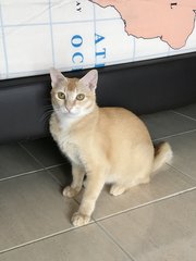 Buttercup - Domestic Short Hair Cat