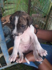 Puppies For Adoption  - Mixed Breed Dog