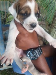 Puppies For Adoption  - Mixed Breed Dog