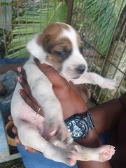 Puppies For Adoption  - Mixed Breed Dog