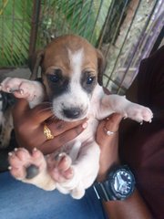 Puppies For Adoption  - Mixed Breed Dog