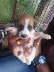 Puppies For Adoption  - Mixed Breed Dog