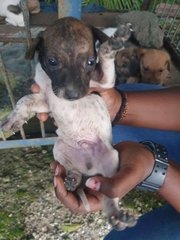 Puppies For Adoption  - Mixed Breed Dog