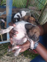 Puppies For Adoption  - Mixed Breed Dog