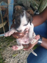 Puppies For Adoption  - Mixed Breed Dog