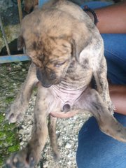 Puppies For Adoption  - Mixed Breed Dog