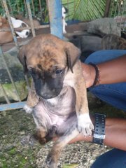 Puppies For Adoption  - Mixed Breed Dog