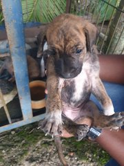 Puppies For Adoption  - Mixed Breed Dog