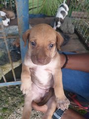 Puppies For Adoption  - Mixed Breed Dog