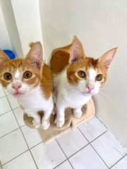 Marmalade on the left, Chutney on the right