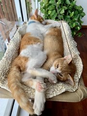 Chutney &amp; Marmalade - Domestic Short Hair Cat