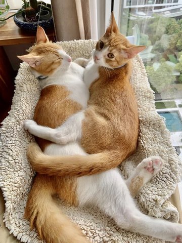 Chutney &amp; Marmalade - Domestic Short Hair Cat