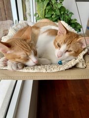 Chutney &amp; Marmalade - Domestic Short Hair Cat