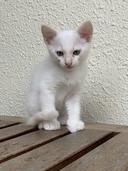Cooper - Domestic Short Hair Cat