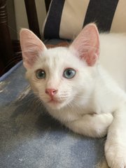 Cooper - Domestic Short Hair Cat