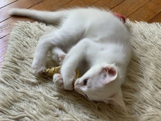 Cooper - Domestic Short Hair Cat