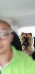 Foofoo - Chow Chow Dog