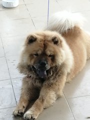 Foofoo - Chow Chow Dog