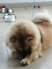 Foofoo - Chow Chow Dog