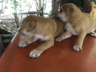 Flax &amp; Blondie - Mixed Breed Dog