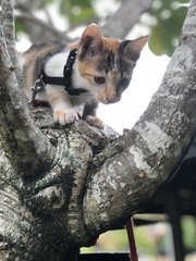 Captain Marvel😂 - Domestic Short Hair Cat