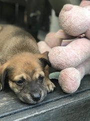 Yuko - Mixed Breed Dog