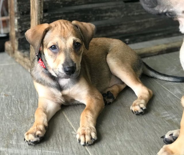 Yuko - Mixed Breed Dog