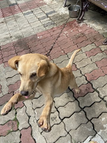 Jazz - English Pointer Mix Dog