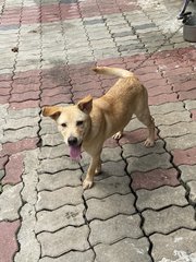 Jazz - English Pointer Mix Dog