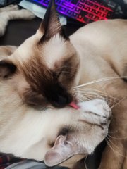 Riceball &amp; Snowball - Siamese + Tabby Cat